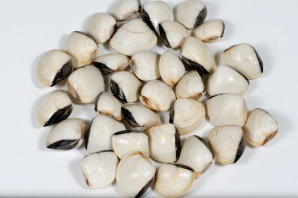 Almeja blanca 60-80 congelada 