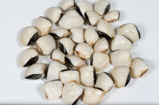 [8A03] Almeja blanca 60-80 congelada 